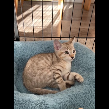 Tonkinese Cat 2